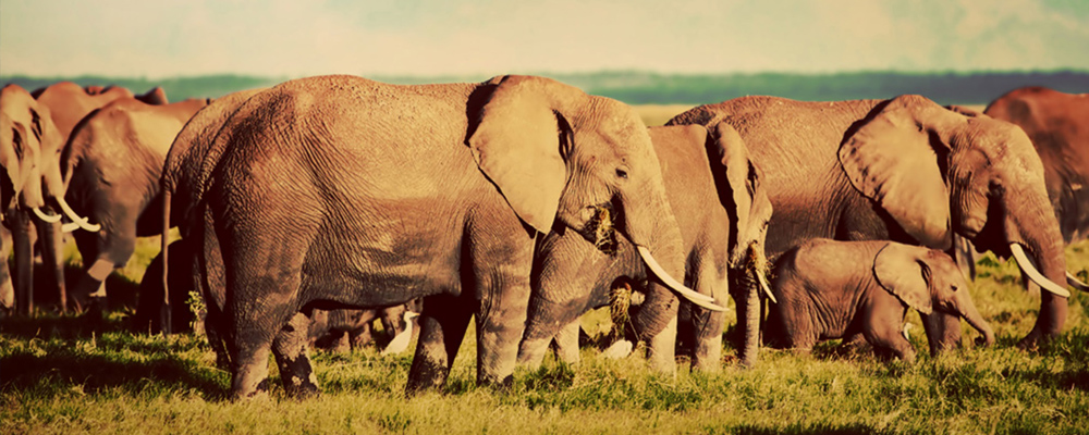 Book a Safari