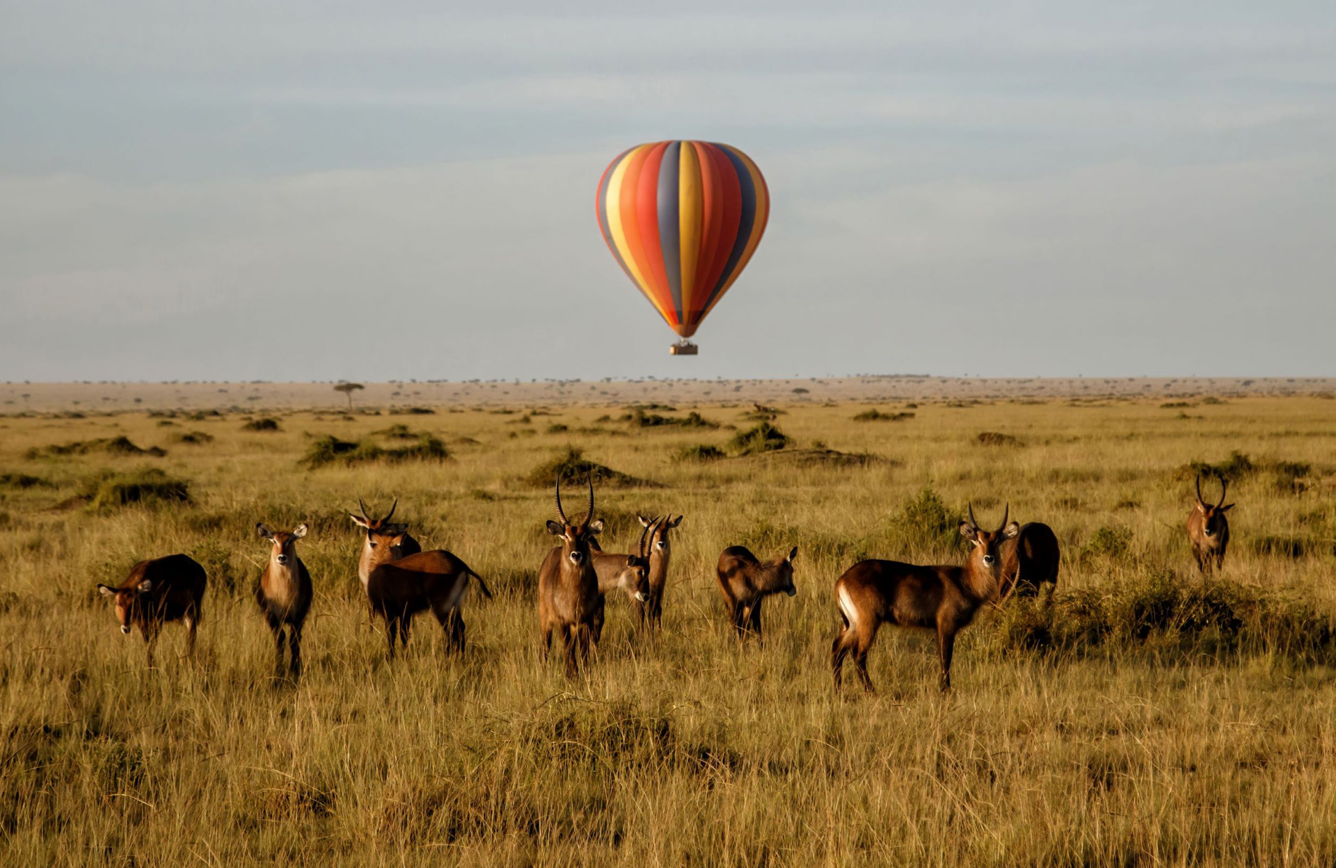 Marimpet Safaris