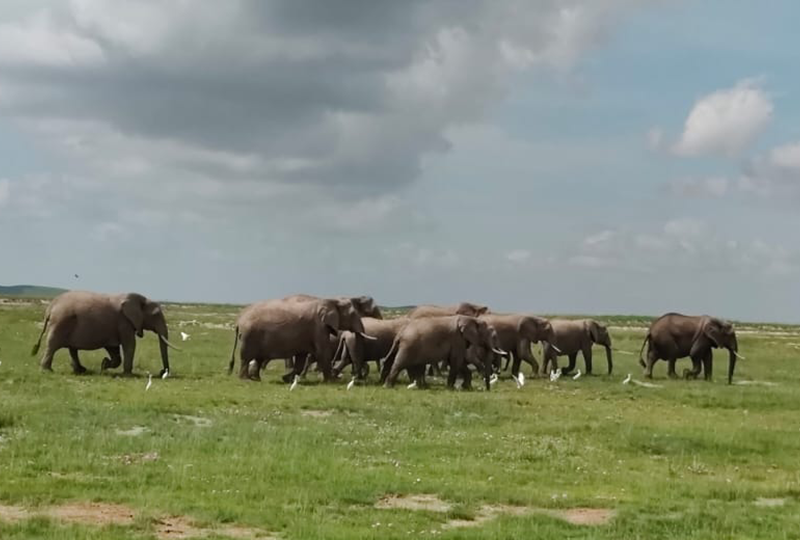 Marimpet Safaris