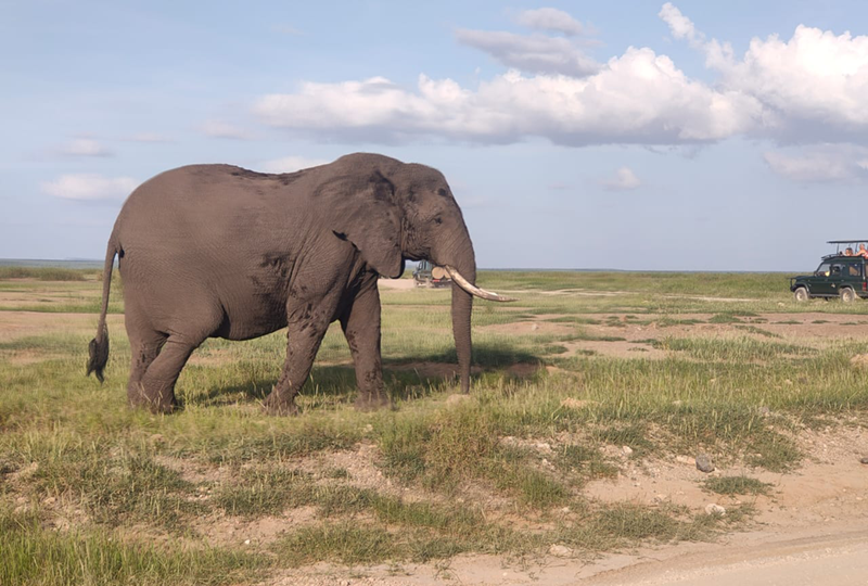 Marimpet Safaris